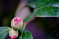 Blooming Japanese camellia with water drops on green leaves in garden on blurry background Royalty Free Stock Photo