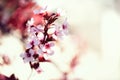 Blooming japanese cherry tree. Blossom sakura flowers. Sunny day and spring nature background. Easter concept. Copy Royalty Free Stock Photo