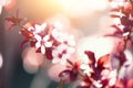 Blooming japanese cherry tree. Blossom sakura flowers. Sunny day and spring nature background. Easter concept. Copy Royalty Free Stock Photo