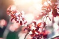 Blooming japanese cherry tree. Blossom sakura flowers. Sunny day and spring nature background. Easter concept. Copy Royalty Free Stock Photo