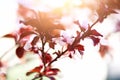 Blooming japanese cherry tree. Blossom sakura flowers. Sunny day and spring nature background. Easter concept. Copy Royalty Free Stock Photo