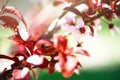 Blooming japanese cherry tree. Blossom sakura flowers. Sunny day and spring nature background. Easter concept. Copy Royalty Free Stock Photo