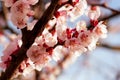 Blooming japanese cherry tree. Blossom white, pink sakura flowers with bright white flowers in the background Royalty Free Stock Photo