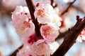 Blooming japanese cherry tree. Blossom white, pink sakura flowers with bright white flowers in the background Royalty Free Stock Photo