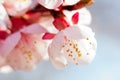 Blooming japanese cherry tree. Blossom white, pink sakura flowers with bright white flowers in the background Royalty Free Stock Photo