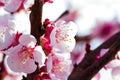 Blooming japanese cherry tree. Blossom white, pink sakura flowers with bright white flowers in the background Royalty Free Stock Photo