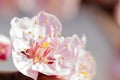 Blooming japanese cherry tree. Blossom white, pink sakura flowers with bright white flowers in the background Royalty Free Stock Photo