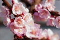 Blooming japanese cherry tree. Blossom white, pink sakura flowers with bright white flowers in the background Royalty Free Stock Photo