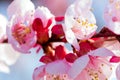 Blooming japanese cherry tree. Blossom white, pink sakura flowers with bright white flowers in the background Royalty Free Stock Photo