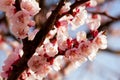 Blooming japanese cherry tree. Blossom white, pink sakura flowers with bright white flowers in the background Royalty Free Stock Photo