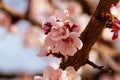 Blooming japanese cherry tree. Blossom white, pink sakura flowers with bright white flowers in the background Royalty Free Stock Photo