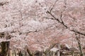 Blooming Japanese cherry tree