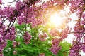 Blooming Japanese cherry tree or sakura in the spring. Royalty Free Stock Photo