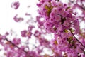 Blooming Japanese cherry tree or sakura in the spring. Royalty Free Stock Photo