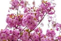 Blooming Japanese cherry tree or sakura in the spring. Royalty Free Stock Photo