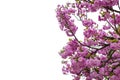 Blooming Japanese cherry tree or sakura in the spring. Royalty Free Stock Photo