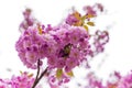 Blooming Japanese cherry tree or sakura in the spring. Royalty Free Stock Photo