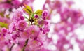 Blooming Japanese cherry tree or sakura in the spring. Royalty Free Stock Photo