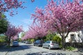 Japanese cherry trees blooming in small street in spring