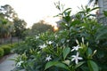 Blooming Japanese Jasmine with Buds in Home Garden Royalty Free Stock Photo