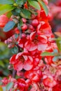 Blooming Japanese quince branch swaying. Selective focus Royalty Free Stock Photo