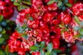 Blooming Japanese quince branch swaying. Selective focus Royalty Free Stock Photo