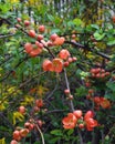 Blooming japanese quince tree branch Royalty Free Stock Photo
