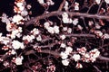 Blooming Japanese sakura buds on dark sky at night Royalty Free Stock Photo