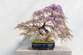 Blooming Japanese Wisteria Bonsai Royalty Free Stock Photo