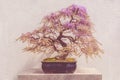 Blooming Japanese Wisteria Bonsai