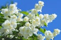 Blooming jasmine