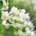 Blooming jasmine bush