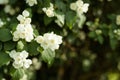 Blooming jasmine bush or shrub in summer