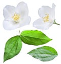 Blooming jasmine flower with leaves.