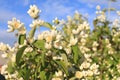 Blooming Jasmine in the rays of the June sun