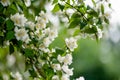 Blooming jasmine shrub on summer day. Blossoming Jasmine flowers in spring garden