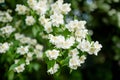 Blooming jasmine shrub on summer day. Blossoming Jasmine flowers in spring garden