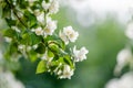 Blooming jasmine shrub on summer day. Blossoming Jasmine flowers in spring garden