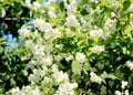 Blooming jasmine