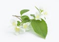 Blooming jasmine twig with green leaves and white flowers isolated on white background