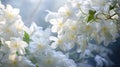 blooming jasmine white flowers
