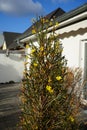 Blooming Jasminum nudiflorum bush in winter in the garden. Jasminum nudiflorum is a slender, deciduous shrub. Berlin, Germany