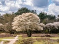 Blooming juneberry tree, Amelanchier lamarkii, at crossing footpath and bike path in Zuiderheide nature reserve in Het Gooi,