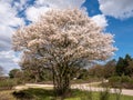 Blooming juneberry tree, Amelanchier lamarkii, at crossing footpath and bike path in Zuiderheide nature reserve in Het Gooi, North