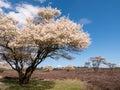 Blooming juneberry trees, Amelanchier lamarkii, in nature reserve Zuiderheide, North Holland, Netherlands