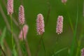 Blooming knotweed ophiuchus.