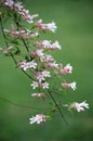 Blooming of Kolkwitzia amabilis