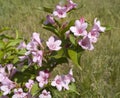 Blooming Kolkwitzia amabilis shrub