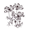 blooming kosmeya, Kosmos flower, graphic black and white drawing Royalty Free Stock Photo