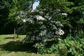 Blooming Kousa Dogwood Tree, Cornus Kousa, Benthamidia japonica. Royalty Free Stock Photo